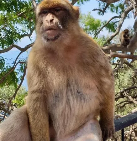 公寓 Marbella, San Pedro Del Alcantara, Sea View 马尔韦利亚