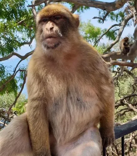 Apartament Marbella, San Pedro Del Alcantara, Sea View Marbella